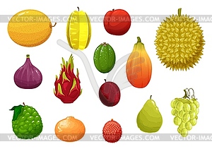 Ripe and fresh exotic fruits cartoon set - vector clipart
