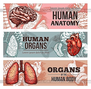 Human body organ banners, sketch internal parts - vector image