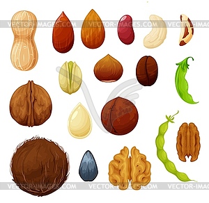 Nuts and beans icons, food natural organic seeds - vector clipart