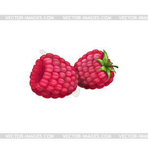 Raspberry with green stem healthy natural food, - vector image