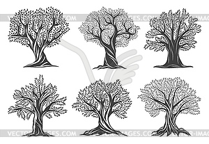 Old olive trees farm, extra virgin olive oil icon - vector clip art