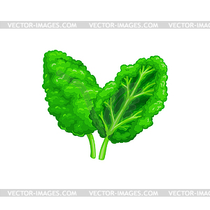 Sorrel superfood green leaves spinach - vector image