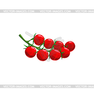 Cherry tomato vegetables on green branch - vector clip art