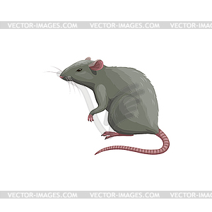 Rat icon, pest control extermination, deratization - vector clipart