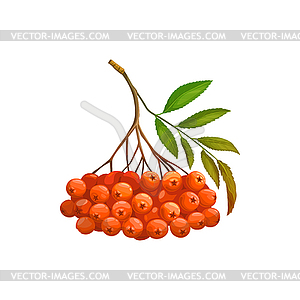 Bunch of rowanberry fruits rowan berries - vector clip art