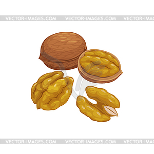 Brown walnut vegetarian food snack kernel - vector image