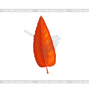 Leaf of autumn tree fall, red foliage, ash or elm - vector clipart / vector image