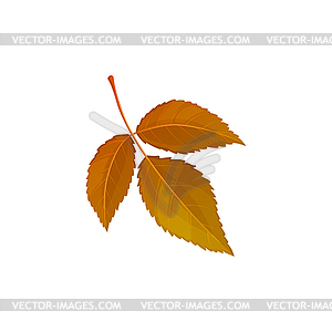 Autumn leaf, autumn tree foliage, dry brown leaves - vector image