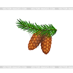 Pine cone or pinecone on fir tree branch, forest - vector clipart