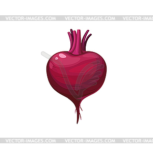 Ripe beetroot, fresh beet vegetable, plant - vector clip art