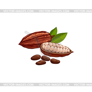 Brazilian cocoa beans, ripe pod superfood - vector image