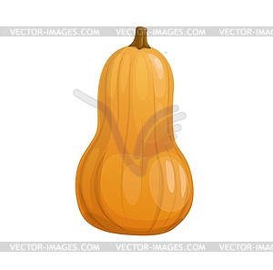 Cartoon ripe yellow butternut squash, pumpkin - vector clipart