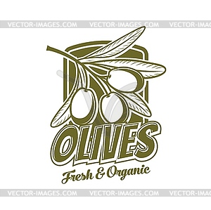 Fresh olives branch, extra virgin olive oil icon - vector clipart