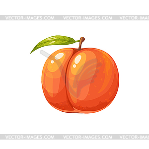 Ripe peach fruit, garden plant, juicy dessert - vector image