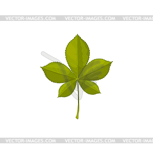 Chestnut leaf, autumn and fall tree leaves icon - vector image