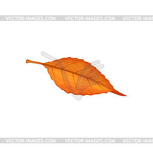 Autumn leaf, fall trees foliage of forest leaves - vector clipart