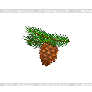 Pine cone or pinecone on fir tree branch - vector clip art