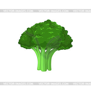 Broccoli cabbage fresh vegetable ripe plant - vector clip art