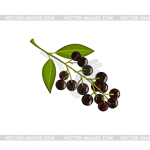 Black chokeberry icon. Branch of aronia - vector image