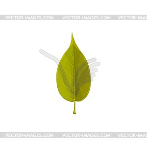 Green leaf icon, cartoon tree foliage, sign - vector clipart