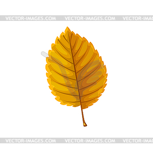 Autumn leaf of tree, fall forest foliage - vector clipart / vector image