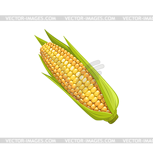 Ear of corn ripe cob vegetable raw plant - vector clip art