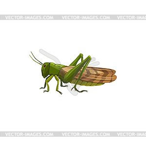 Locust grasshopper icon, pest control insect - vector clipart