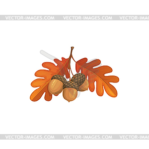 Autumn oak leaves and acorn cartoon icon - vector image