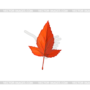 Autumn maple leaf cartoon icon - vector clip art