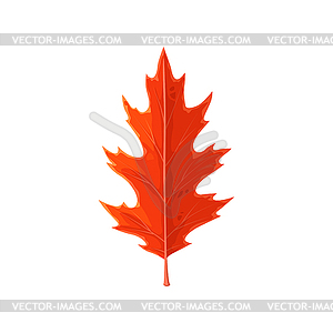 Oak leaf red, autumn fall trees foliage - vector image