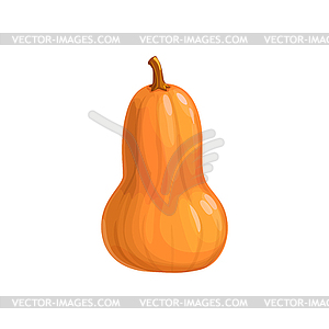 Butternut pumpkin icon - vector image