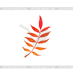 Autumn rowan leaf icon, cartoon foliage - vector clip art