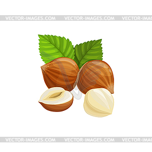 Filbert nut whole hazelnut cobnut snack - vector clipart