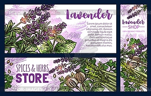 Lavender and spice condiments sketch banners - vector image