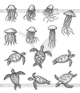 Ocean jellyfish, sea turtle marine animals sketch - vector EPS clipart