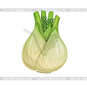 Raw fennel bulb root, vegetable food - vector clipart