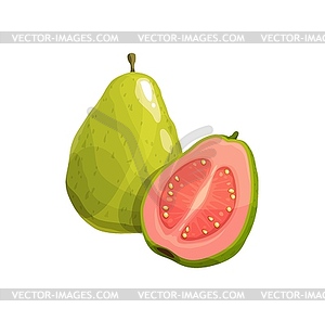 Guava fruit, tropical plant, fresh product - vector clipart