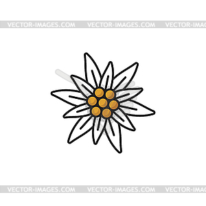 Edelweiss flower mountain wildflower icon - vector clipart / vector image