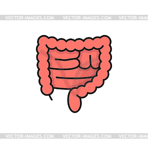 Прямая кишка красная толстая кишка цветная линия человеческого органа - рисунок в векторе
