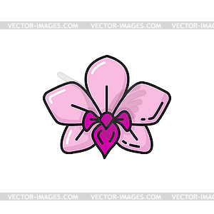 Dendrobium pink orchid flower line icon - vector image
