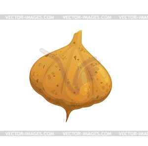 Raw brown jicama, edible tuber plant icon - vector image