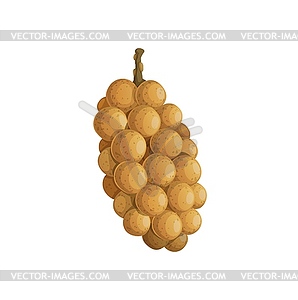 Exotic tropical fruit burmese grapes bunch isolate - royalty-free vector image