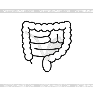 Rectum large intestines human organ thin line icon - vector clipart