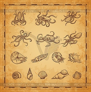 Octopus, coral and shellfish mollusc sketches - vector clip art