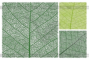 Leaf texture pattern background, veins and cells - vector clipart