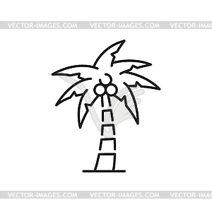 Tropical palm tree with coconuts, jungle forest - vector image