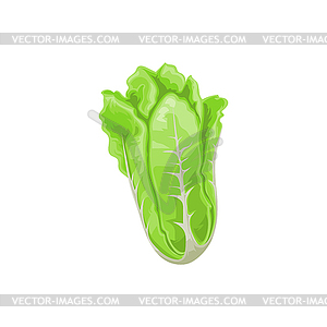 Romaine lettuce Napa peking cabbage food - color vector clipart