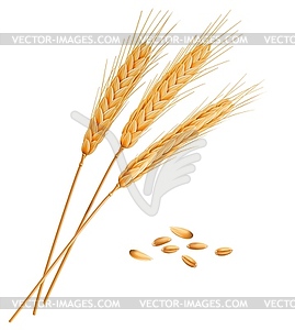 Realistic wheat, rye, oat or barley spikes - vector image