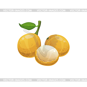 Exotic fruit wampee or wampi food snack - vector image
