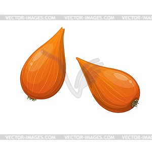 Raw shallot onion vegetable bulbs - vector clipart
